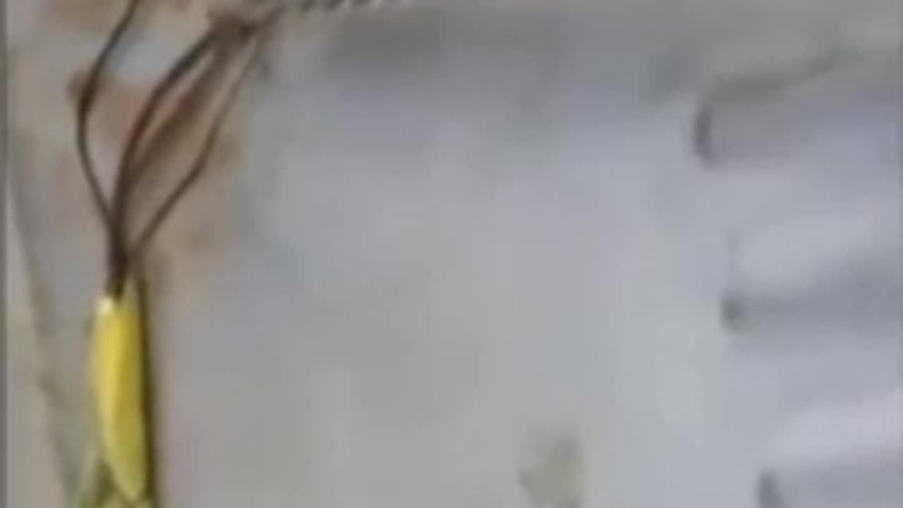 MORGELLONS, PARASITE.OVERTAKES THE BODY, THE HOST IS ALREADY DEAD