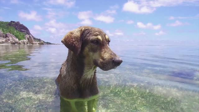 puppy taking a delicious bath