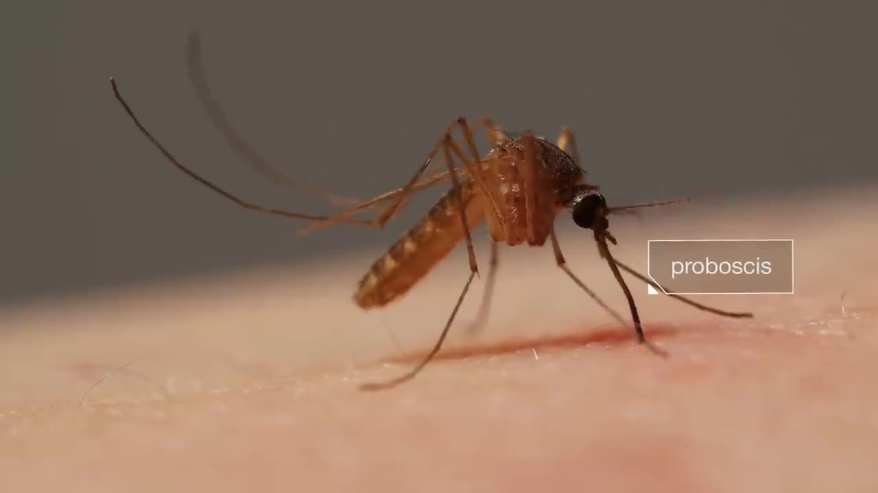 How Mosquitoes Suck Your Blood