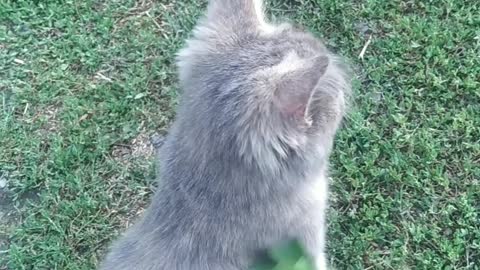 little kitti
