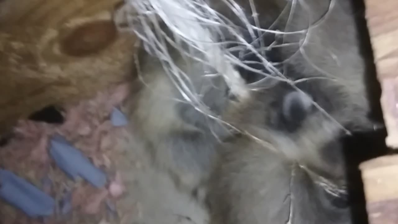 Raccoons in the Attic 2