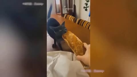 Videos of Funny Animals 2023 Funny Cat and Funny Dog