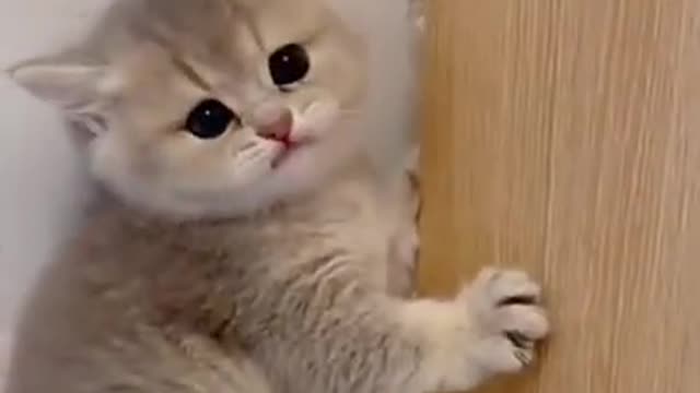 Cute cat