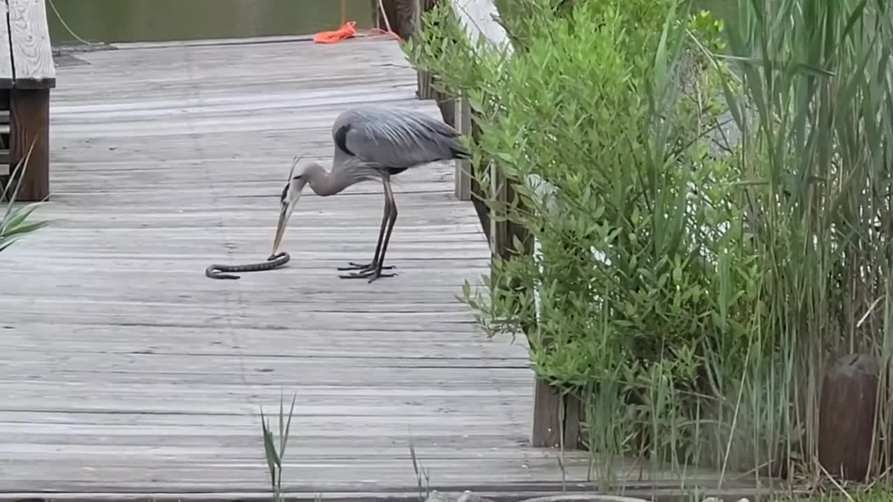 Great Heron Catches a Snake