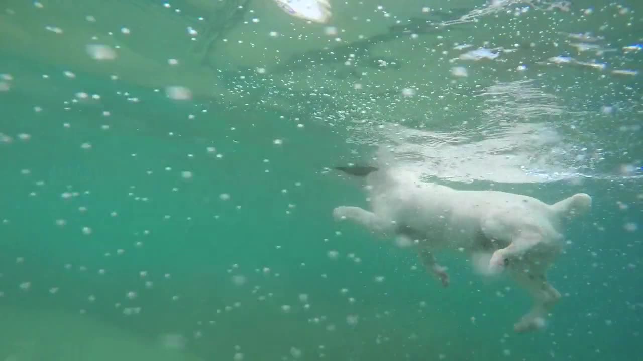 Doggie Splash Party: Adorable Dog's Playful Swim Adventure 🐶🌊