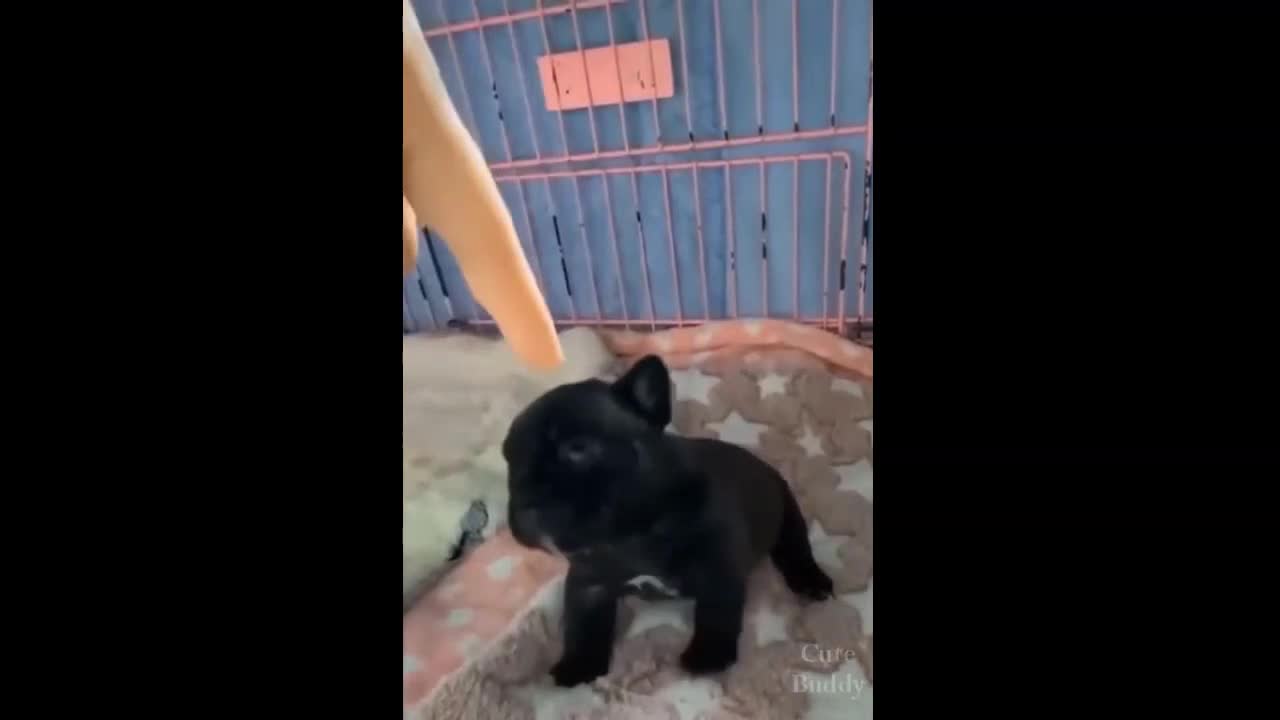 Funny Puppy