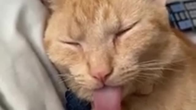 Funny Animals