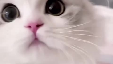 Cute cat