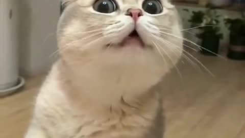 Cute Cats & Funny Cats 😍😍😅😅 #cats #reels #shorts #viral #pets #cat