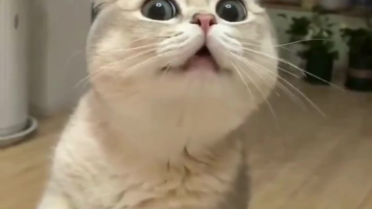 Cute Cats & Funny Cats 😍😍😅😅 #cats #reels #shorts #viral #pets #cat