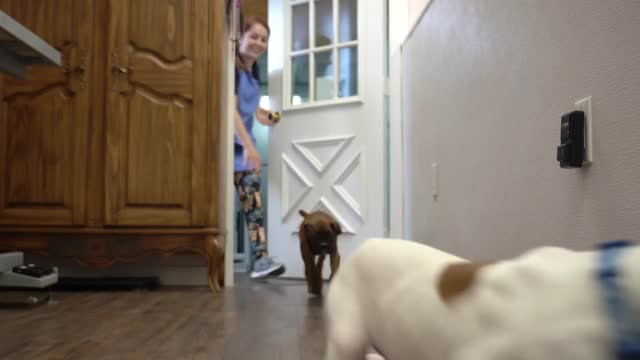 Why you shouldn't get two puppies at once! Boxer puppies