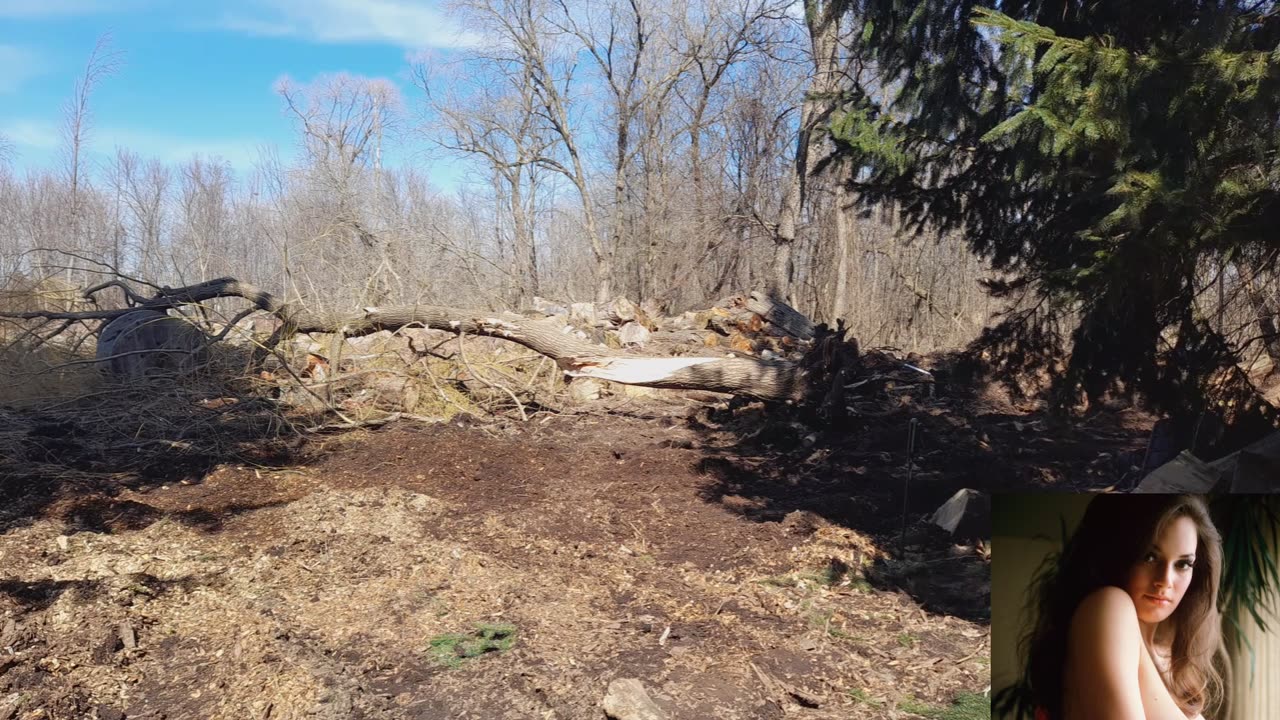 cat 306 taking tree down