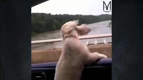 Dogs Funny videos