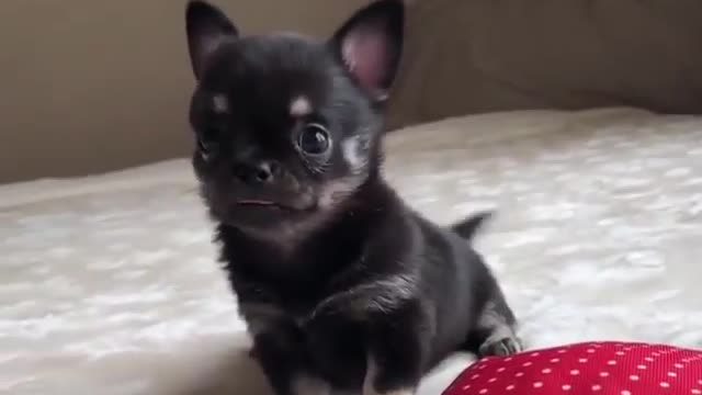 How to Become the Kim Kardashian of Baby, How Cute Pets Are