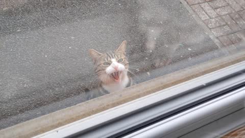 Intruder Cat Hisses Aggressively At My Cat