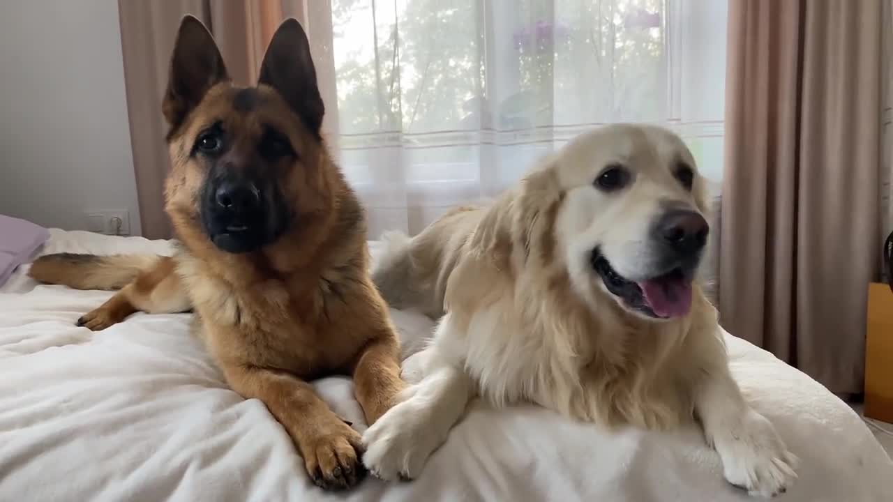 Golden Retriever and German Shepherd are Best Friends Forever