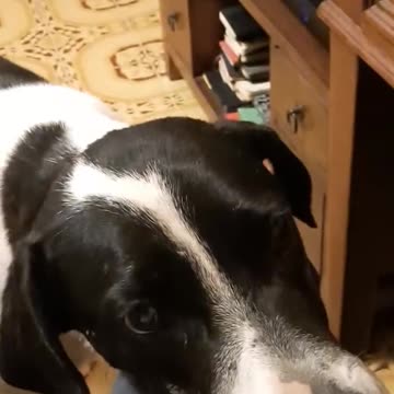 Storia di Juve: il cane coccolone