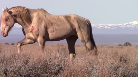 South Steens Stallion "Durango" five year old bachelor.