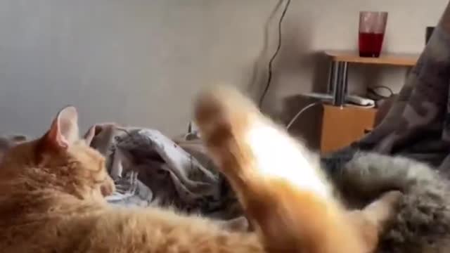 Funny animals - Funny cats / dogs - Funny animal videos / Best videos of October 2022