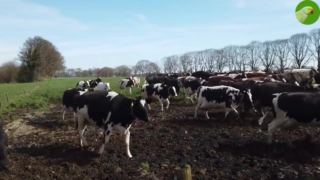 HAPPY COWS DANCING, RUNNING, SKIPPING OUT, AND JUMPING IN THE FIELD VIDEO