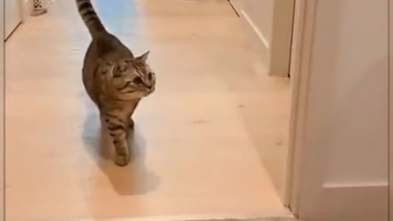 Meow-part 3