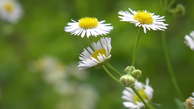 Refined A Chamomile Flower Plant