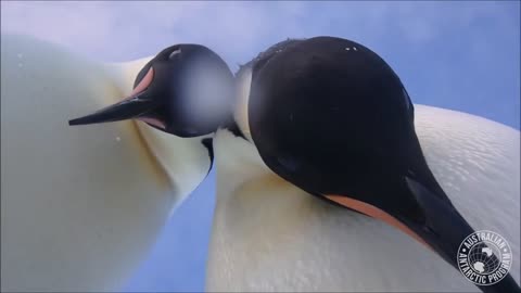The Emperor penguins did not approve of the video