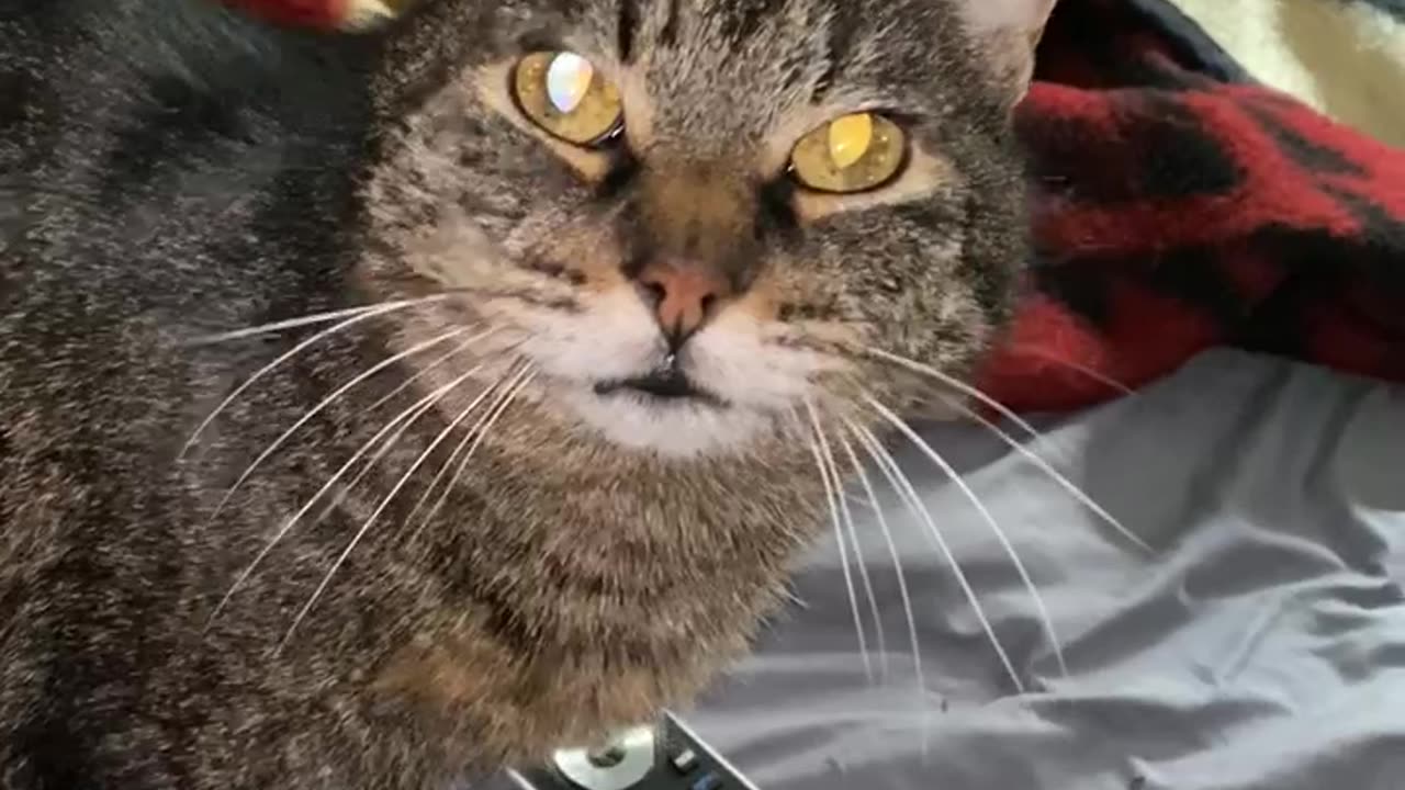 My sweet baby kitty mow