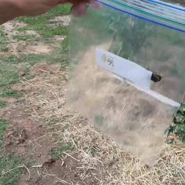 June Bug's for dinner!