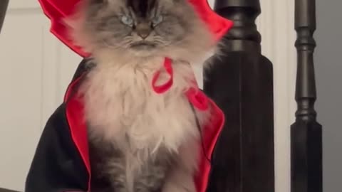 dracula cat