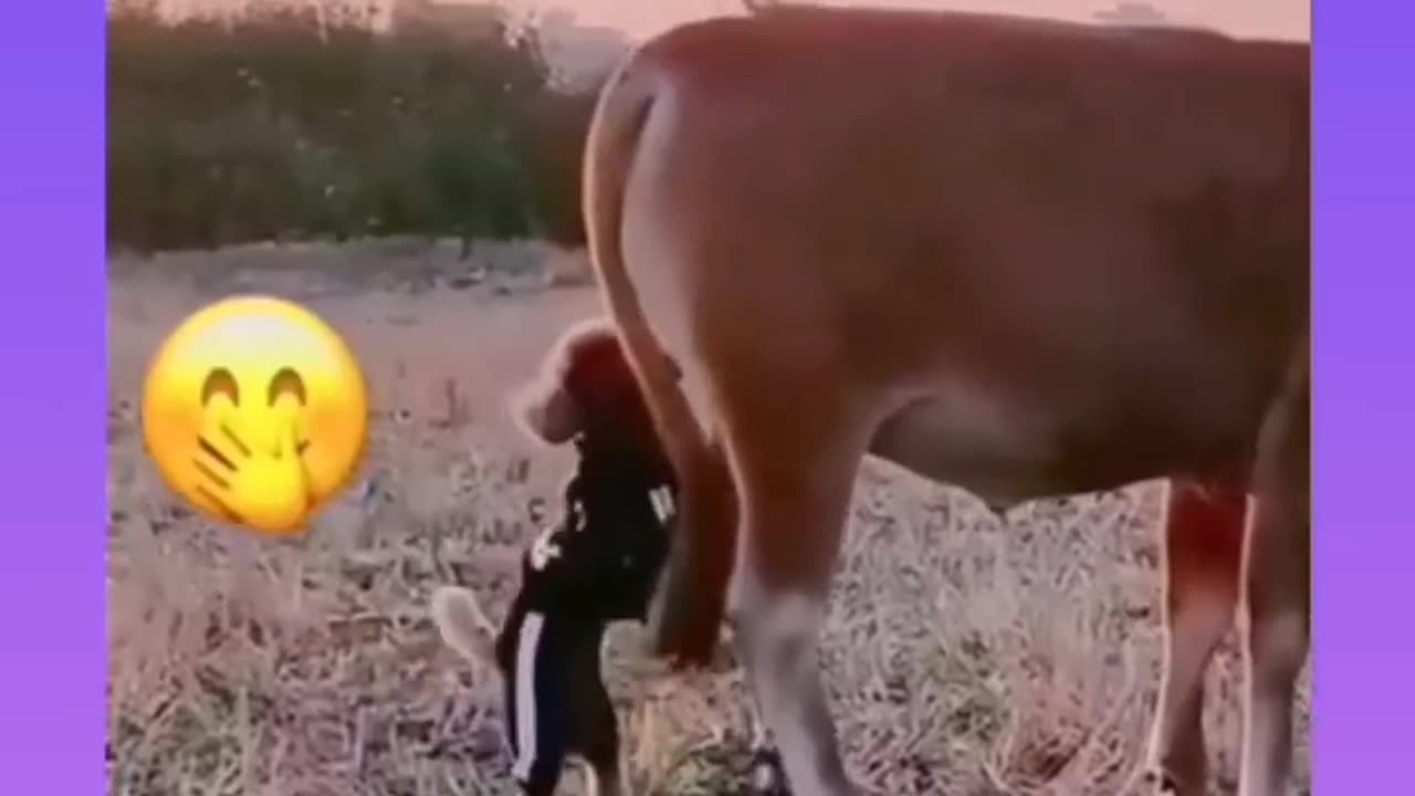 Animal funny videos 😂