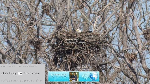 Toronto birder says city's first-ever bald eagle's nest is at risk