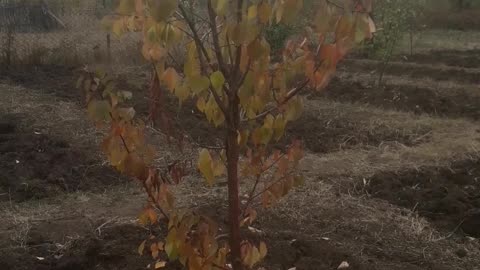 Apricot tree in autumn