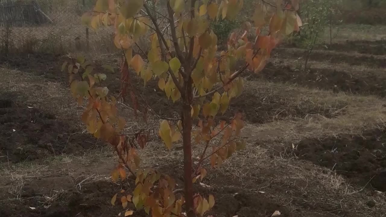 Apricot tree in autumn