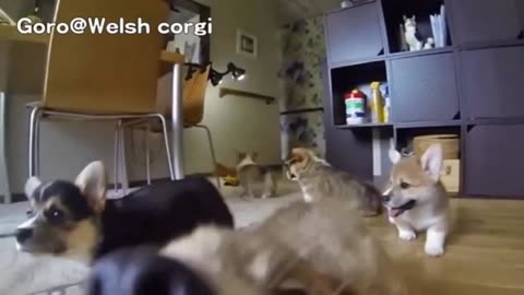 These Hilarious Slow-Mo Corgi Puppies Will Make You Laugh & Smile!