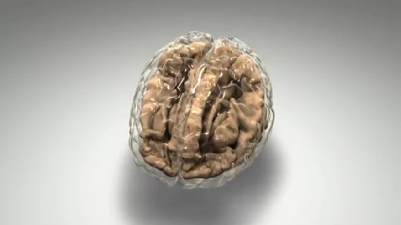 The Brains Inner Workings Cognition