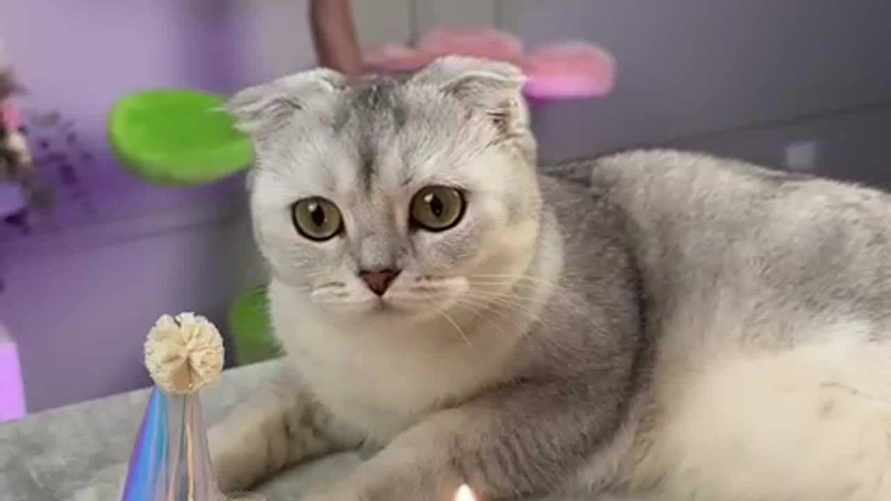 Funny_Cats_and_Dogs