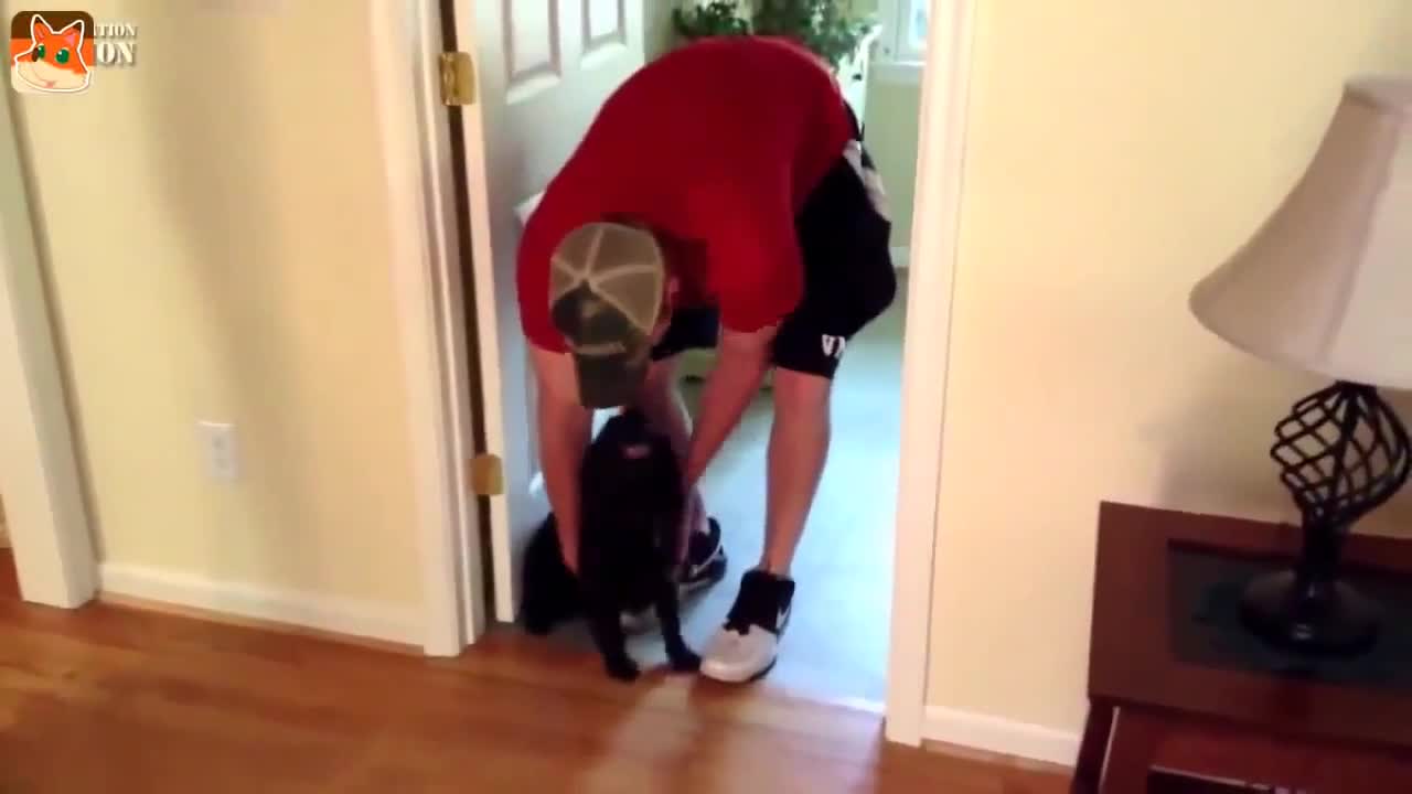 DOGS WELCOMING THEIR BELOVED OWNERS