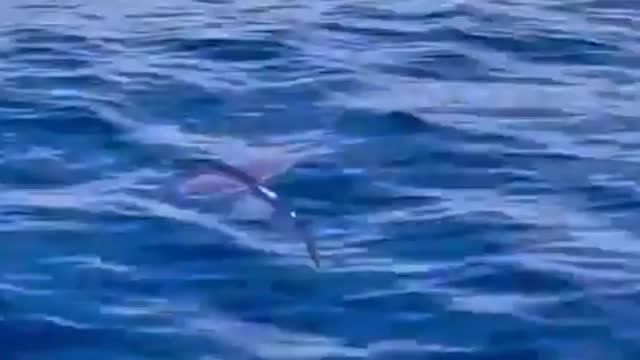 Flying fish #shorts #viral #shortsvideo #video