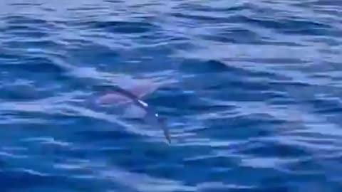 Flying fish #shorts #viral #shortsvideo #video