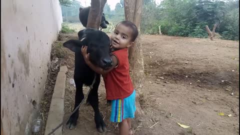 funny cute baby kissing buffalo calf