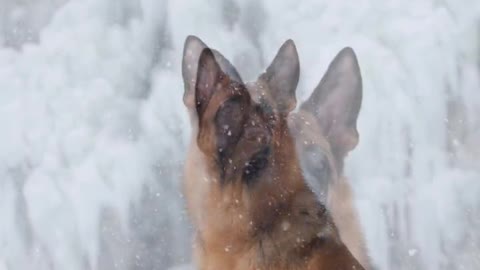 Dogs in the snow