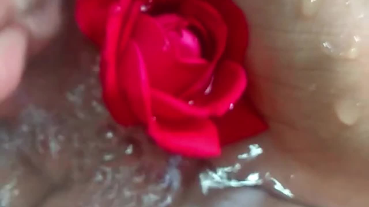 Water Rose ASMR