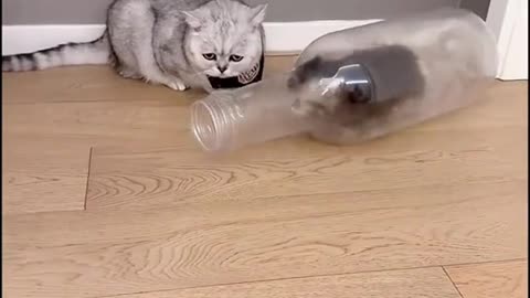 Cute cat video