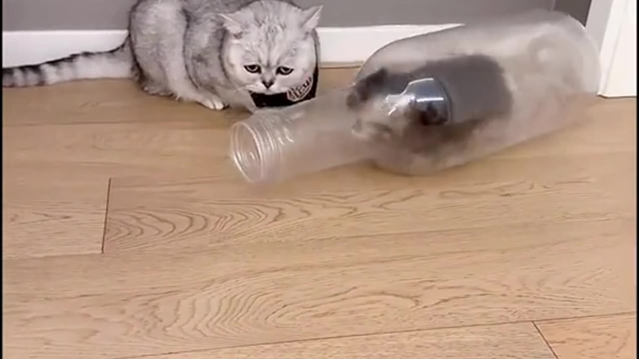 Cute cat video