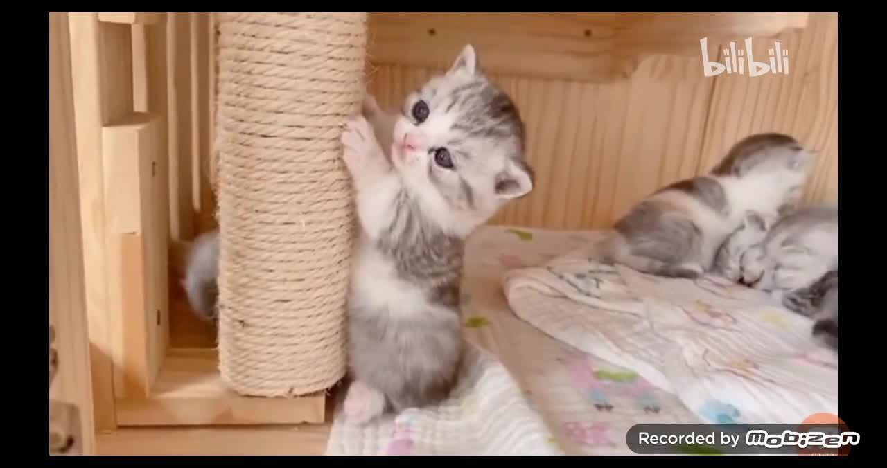 CAT BABY SEDUCTION