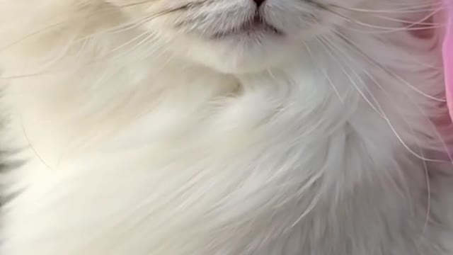 Rescued cat loves coming home for apples