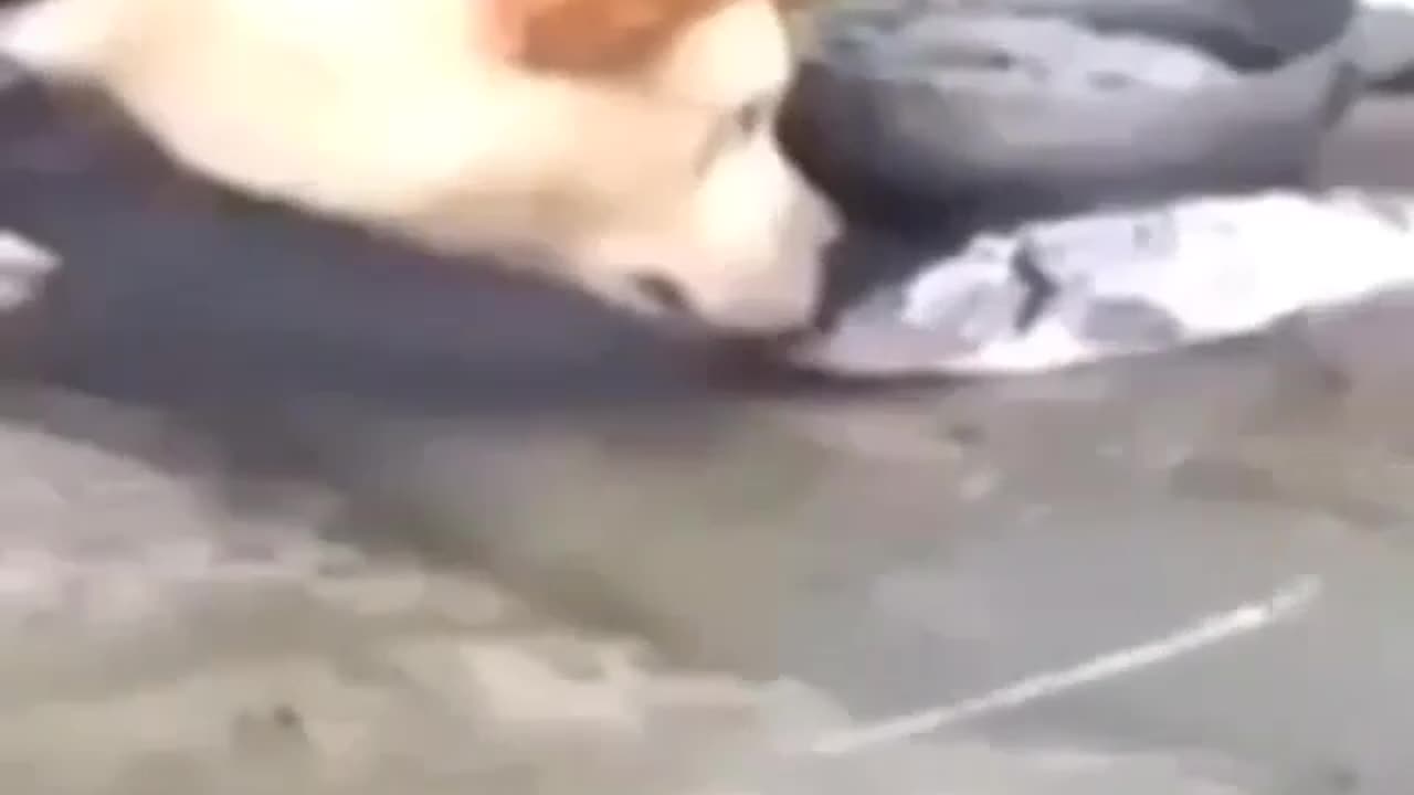 Dog tries to save fish!