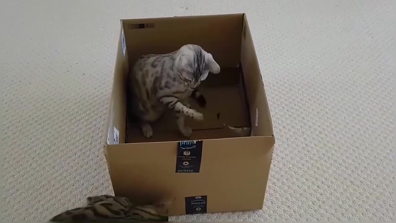 Bengal Kittens Vs Box