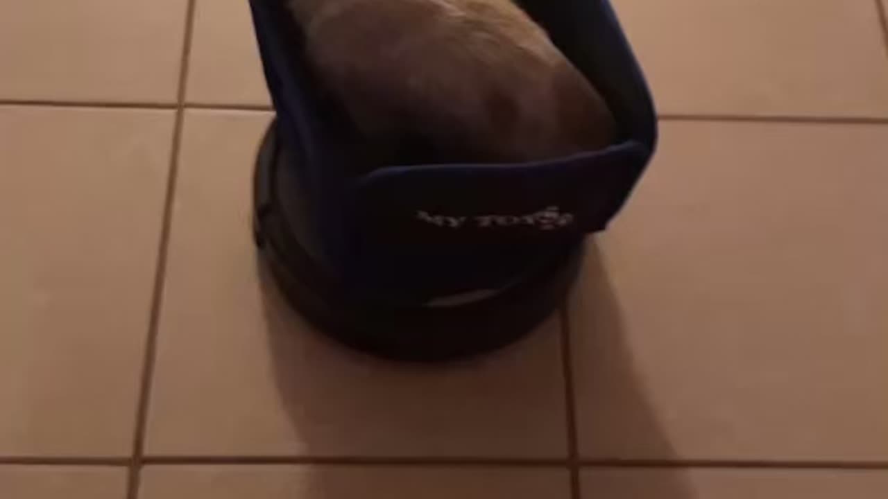 Dog rides on Roomba Vacuum